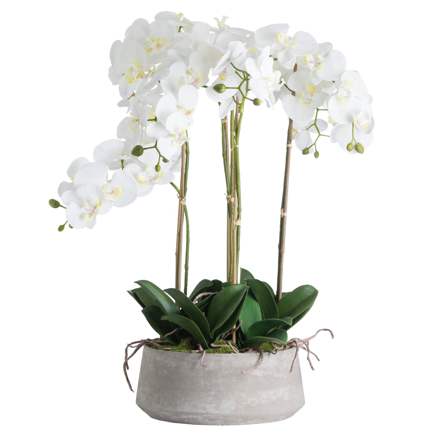 Orchid In Stone Pot