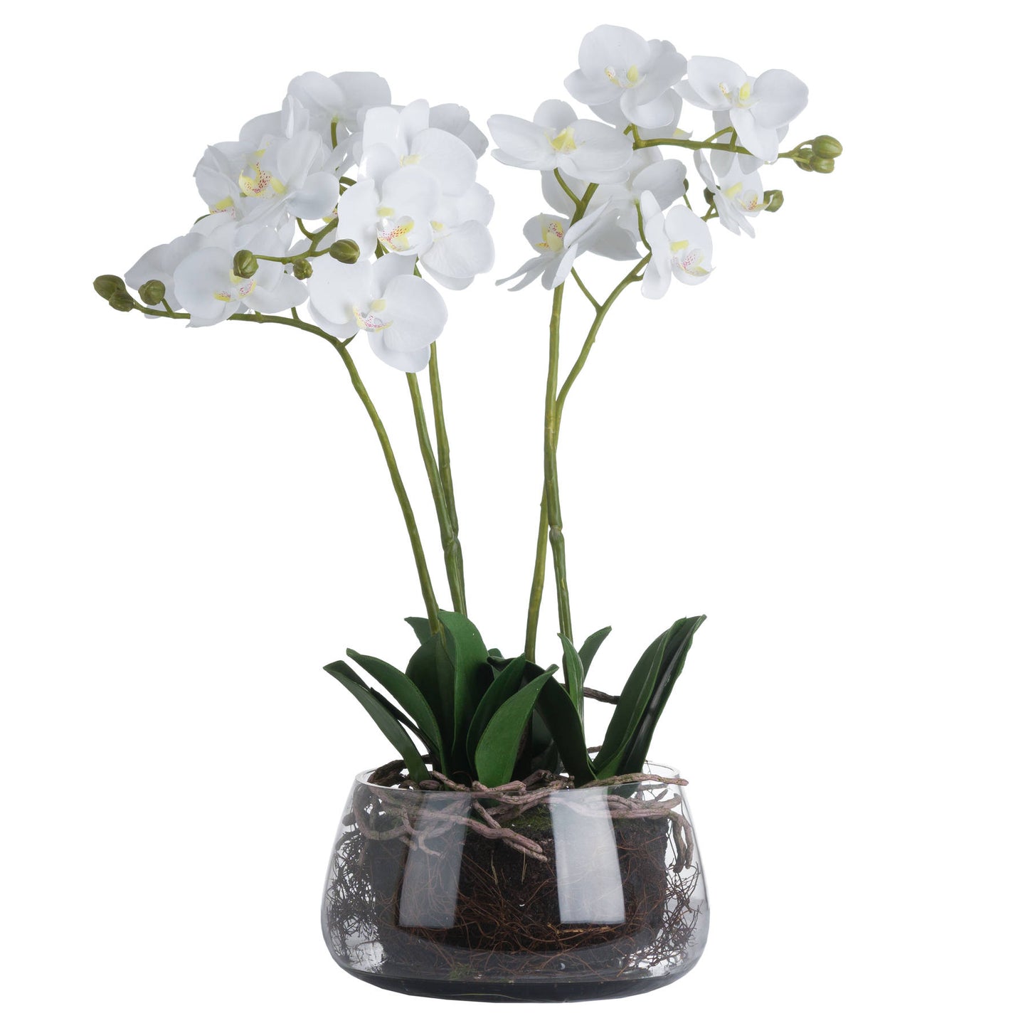 Orchid In Round Glass Pot